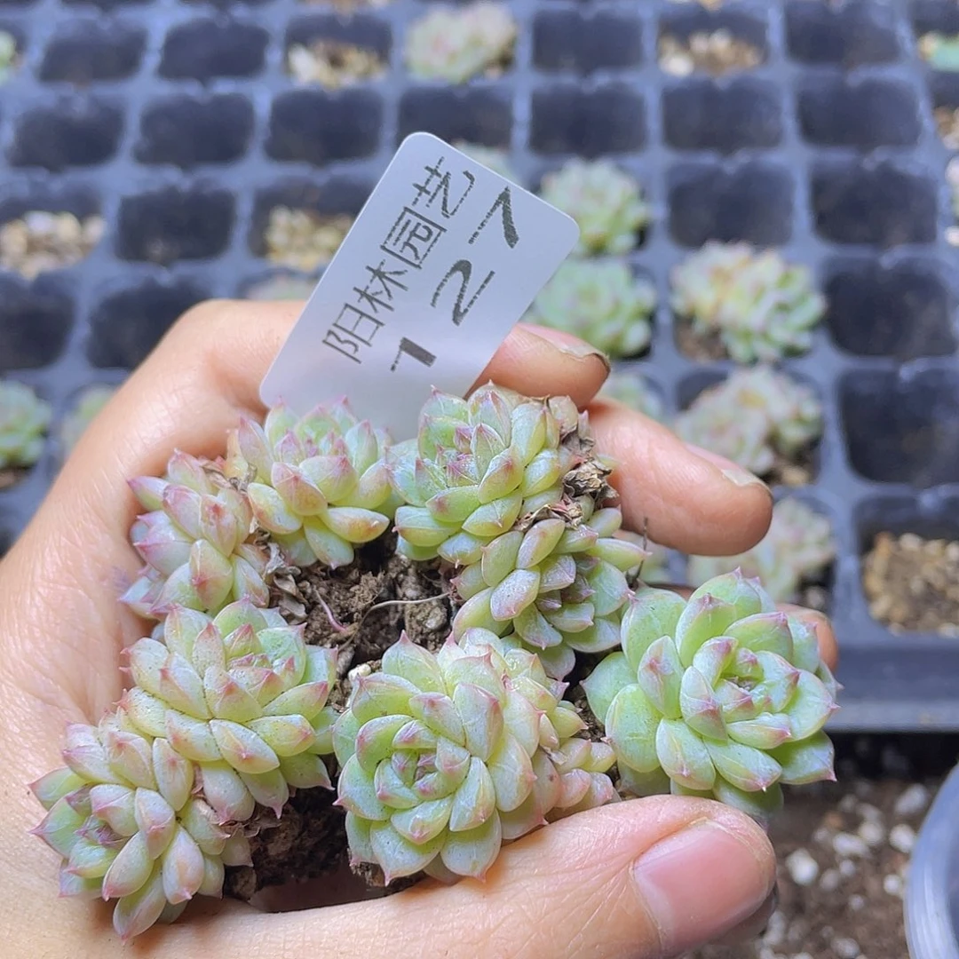 多肉植物多肉植物127