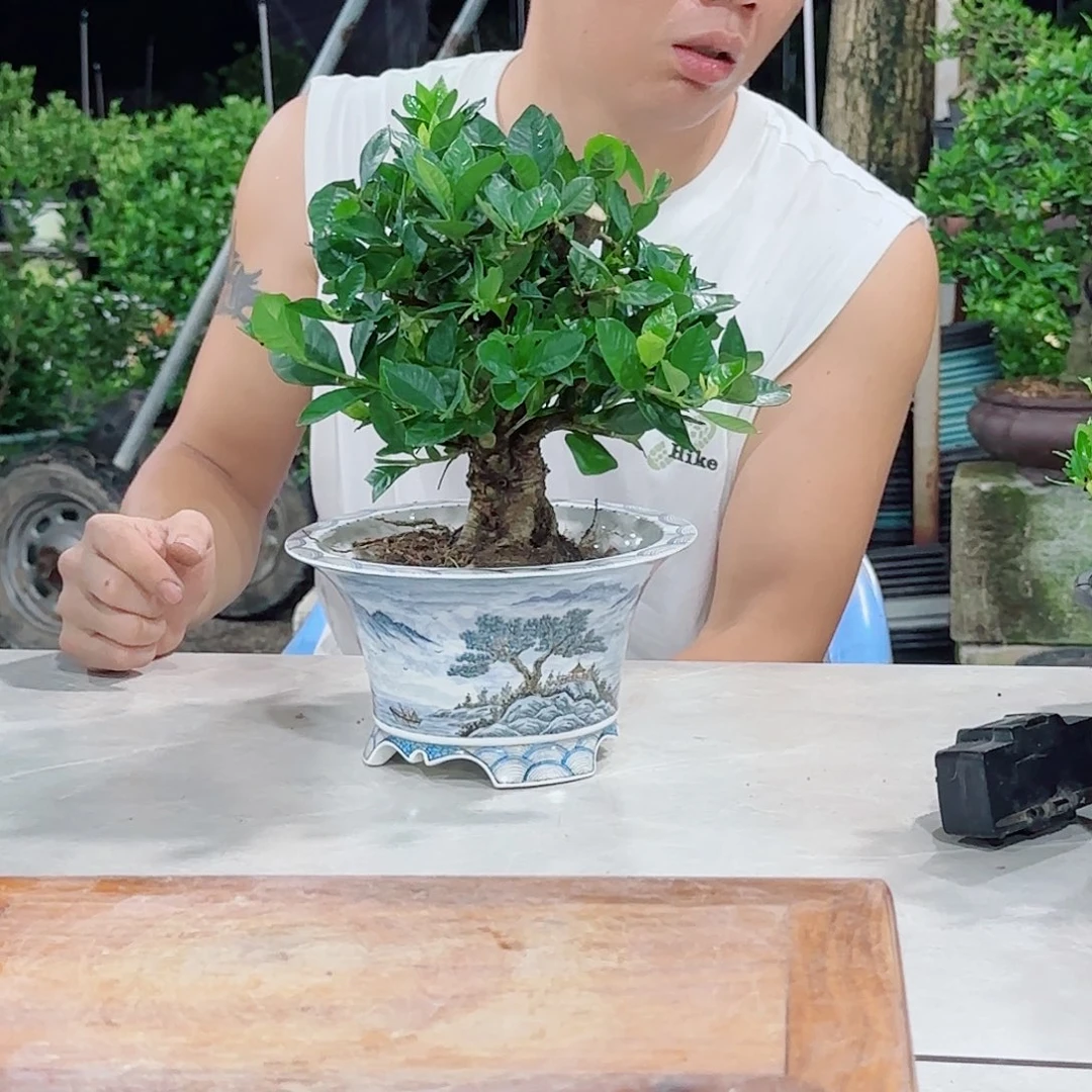 当前无花朵，栽培后可花朵胖***6