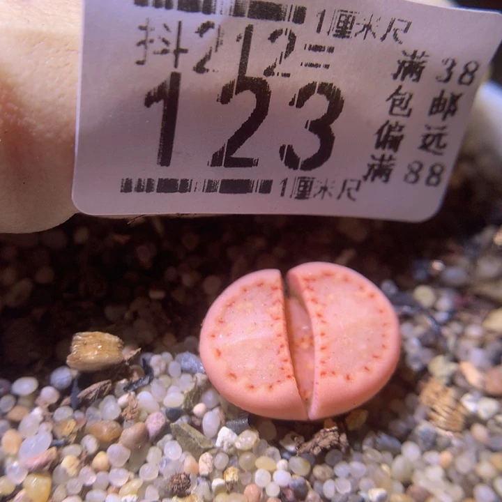 精品生石花212.123