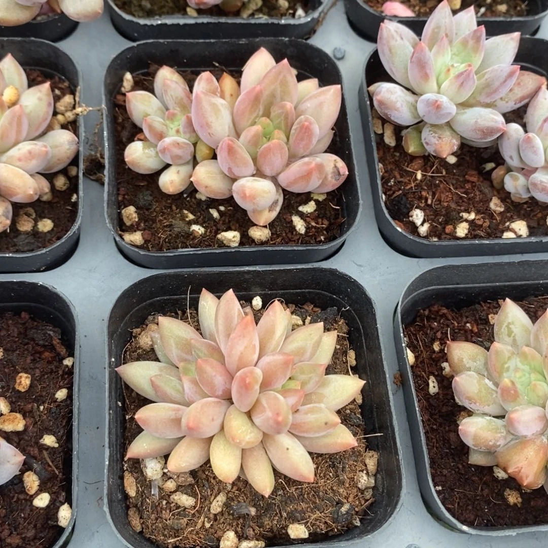 双头红蜻蜓到手一颗满20包邮满26多送一颗多肉
