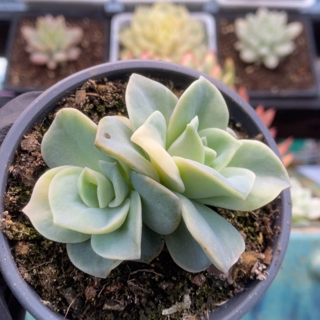 126可爱玫瑰锦锦锦锦锦锦