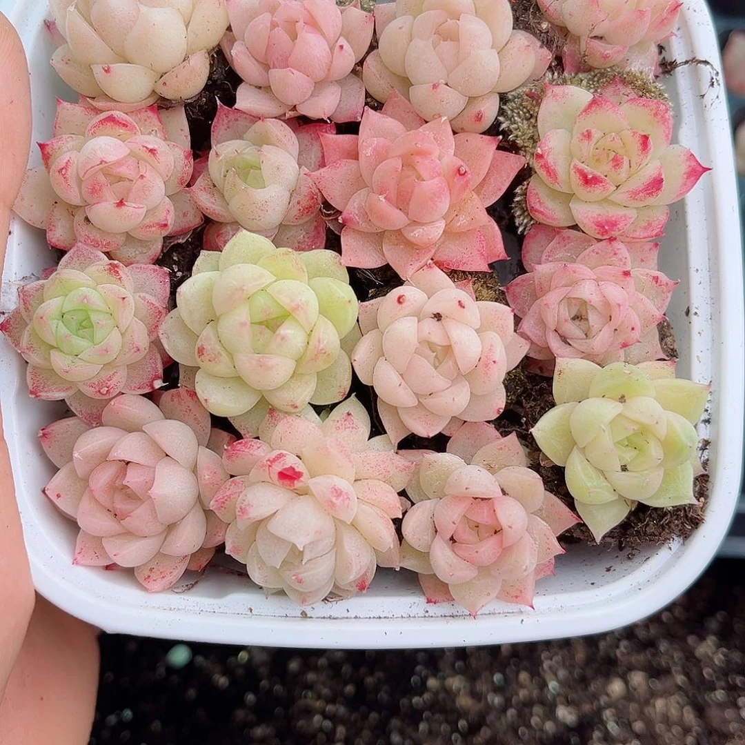 1-501 新疆西藏内蒙不发12.8包邮2-3公分多肉