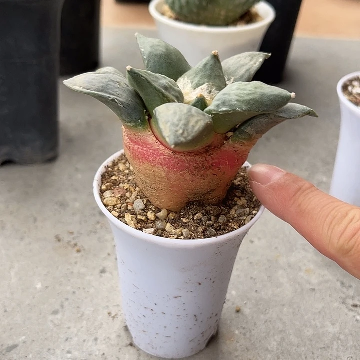 无花朵实生青瓷岩牡丹一物一拍