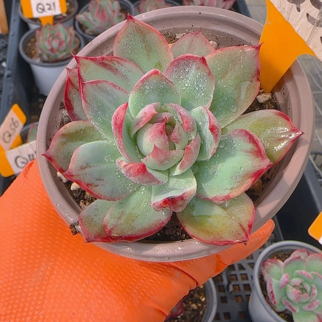 小*Q33 惊鸿仙子多肉