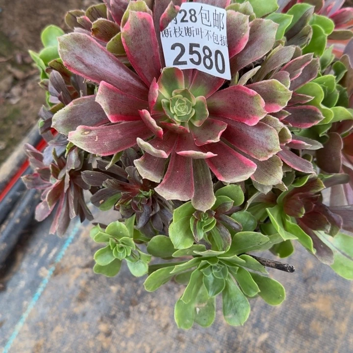 2580南花姑娘不包断枝