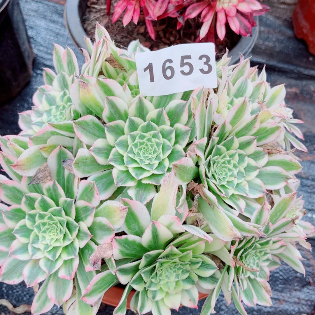 天合白锦多肉发货