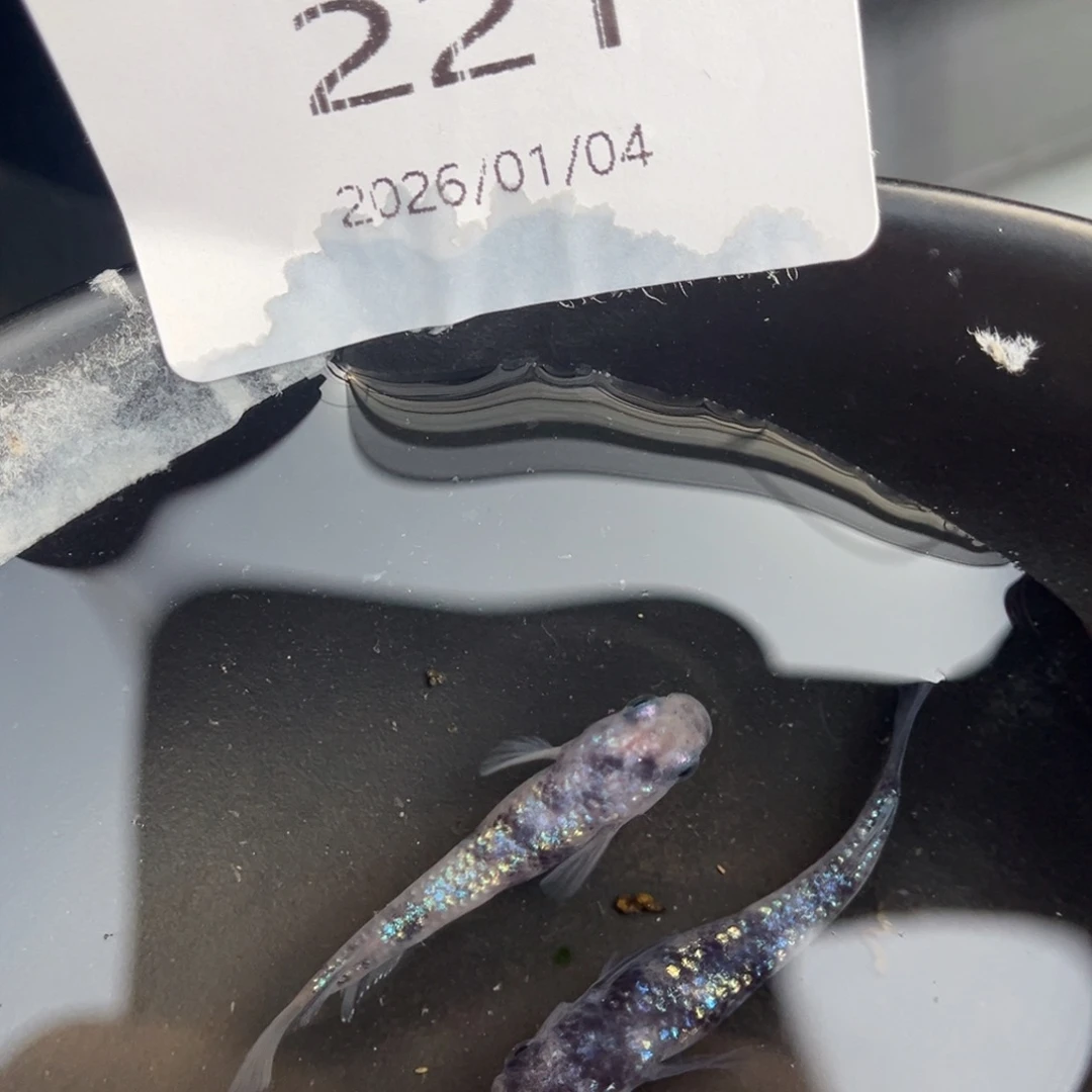 青鳉鱼221和墨星光一对