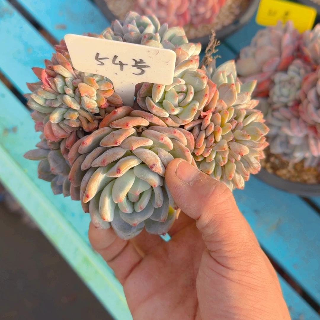 54号多肉1111111111