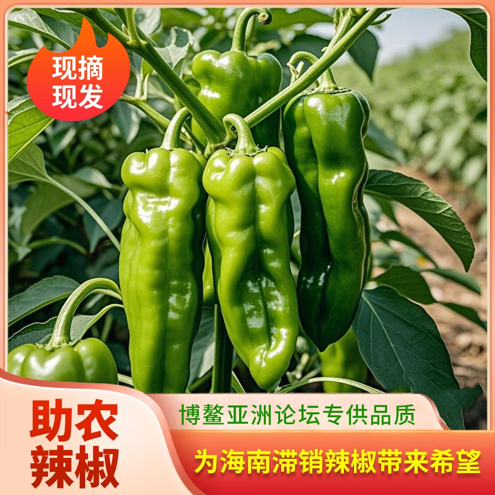 【助农辣椒】5斤辣椒海南新鲜泡椒厚皮青椒农家现摘批发菜椒