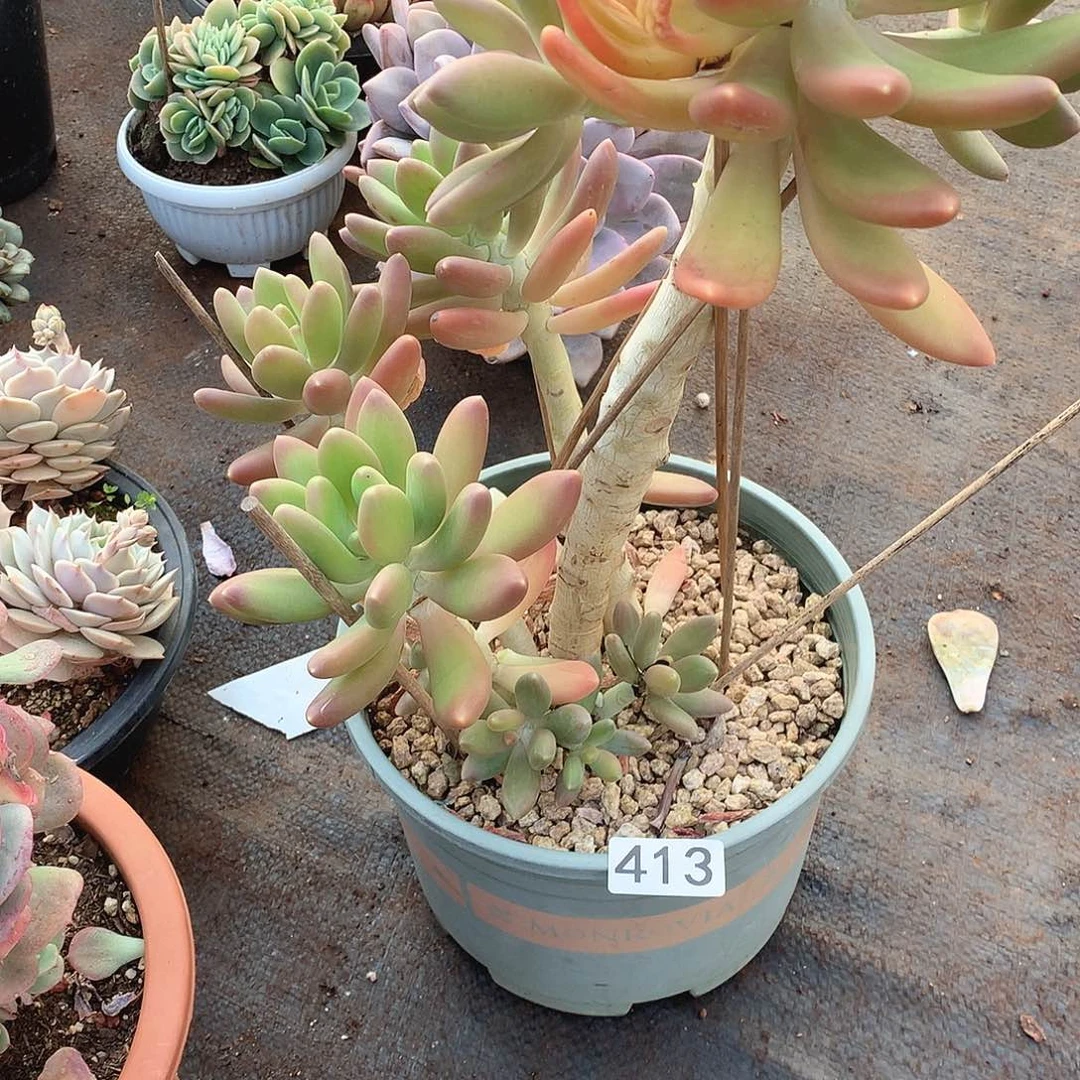 413金蟾一物一拍多肉