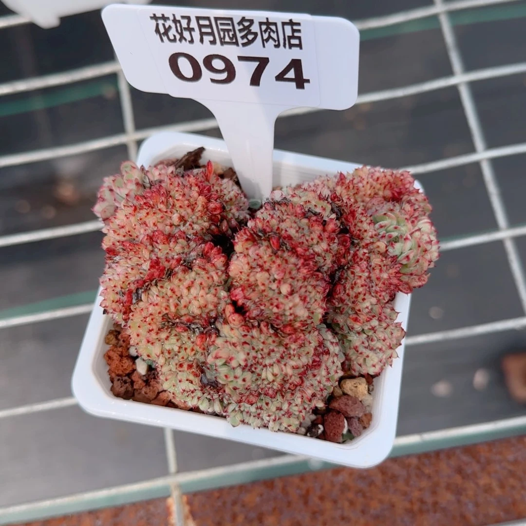 多肉植物0974……….