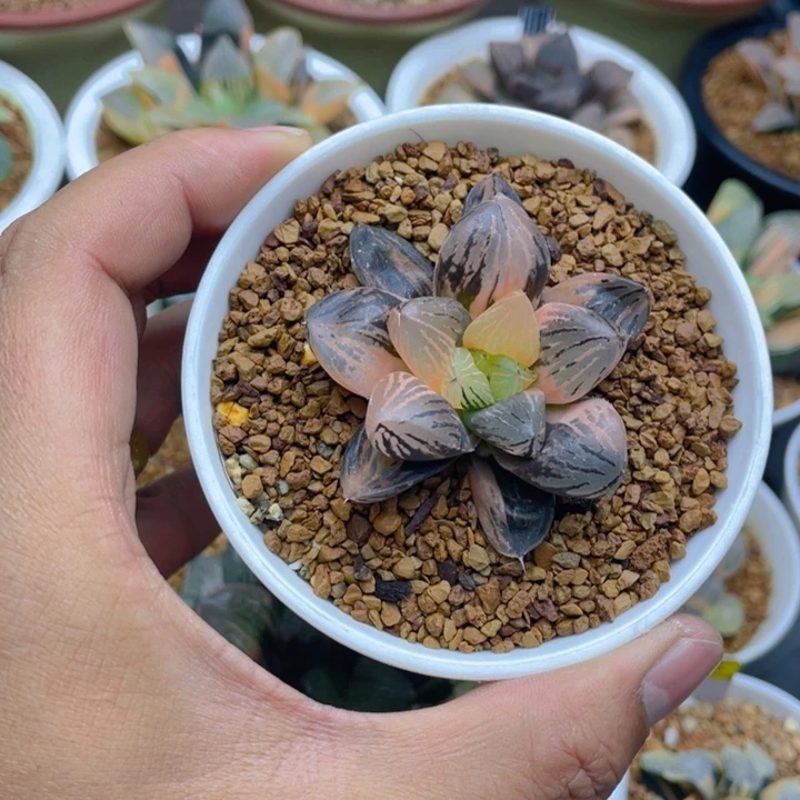 玉潭寿锦十二卷多肉