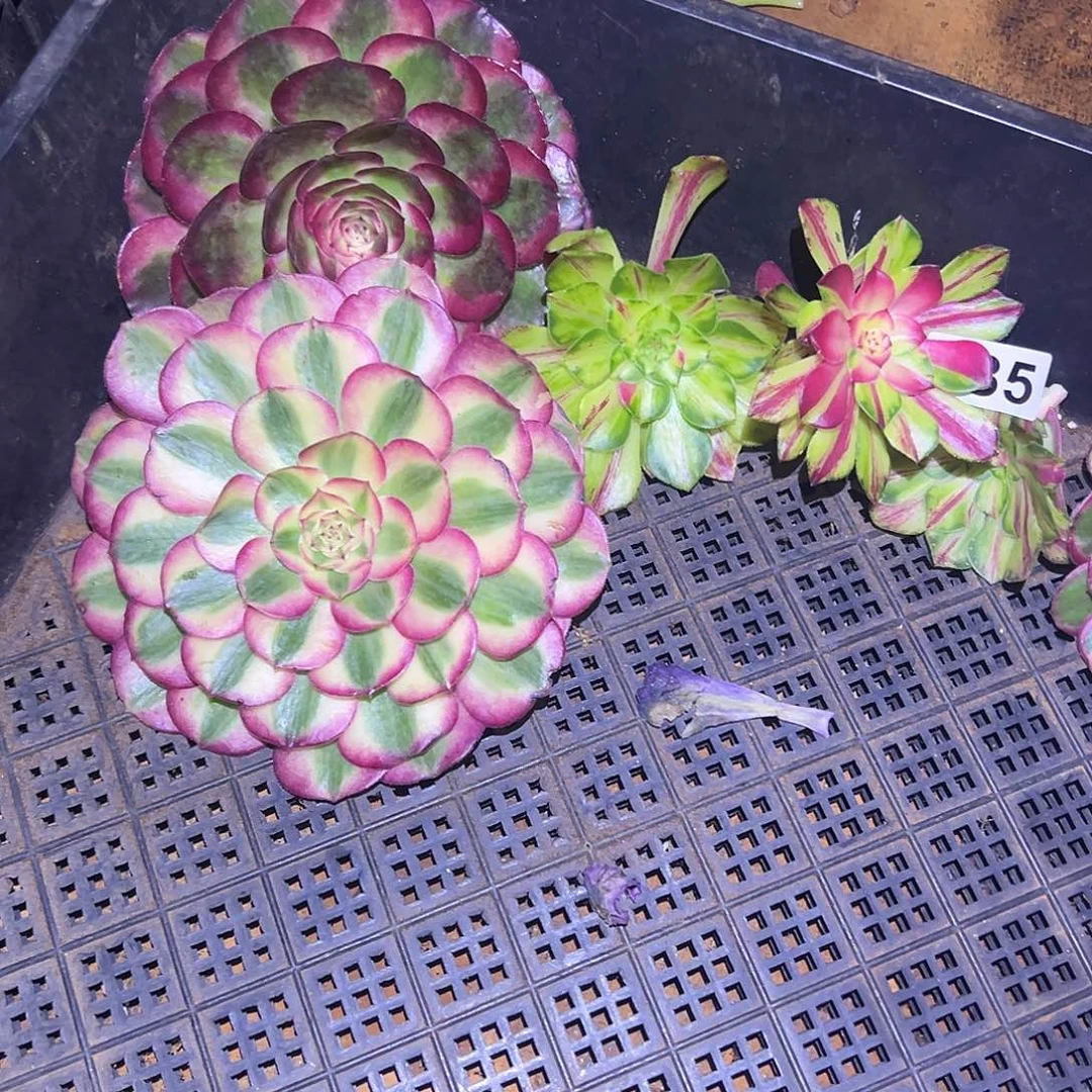 ****风精品多肉植物倾城主头