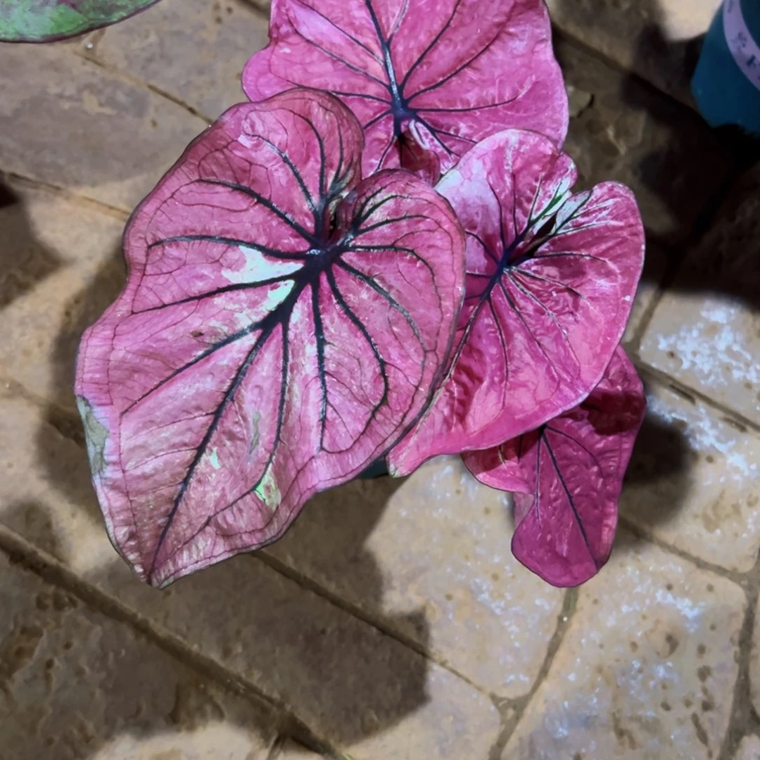 无花朵泰彩个体微瑕