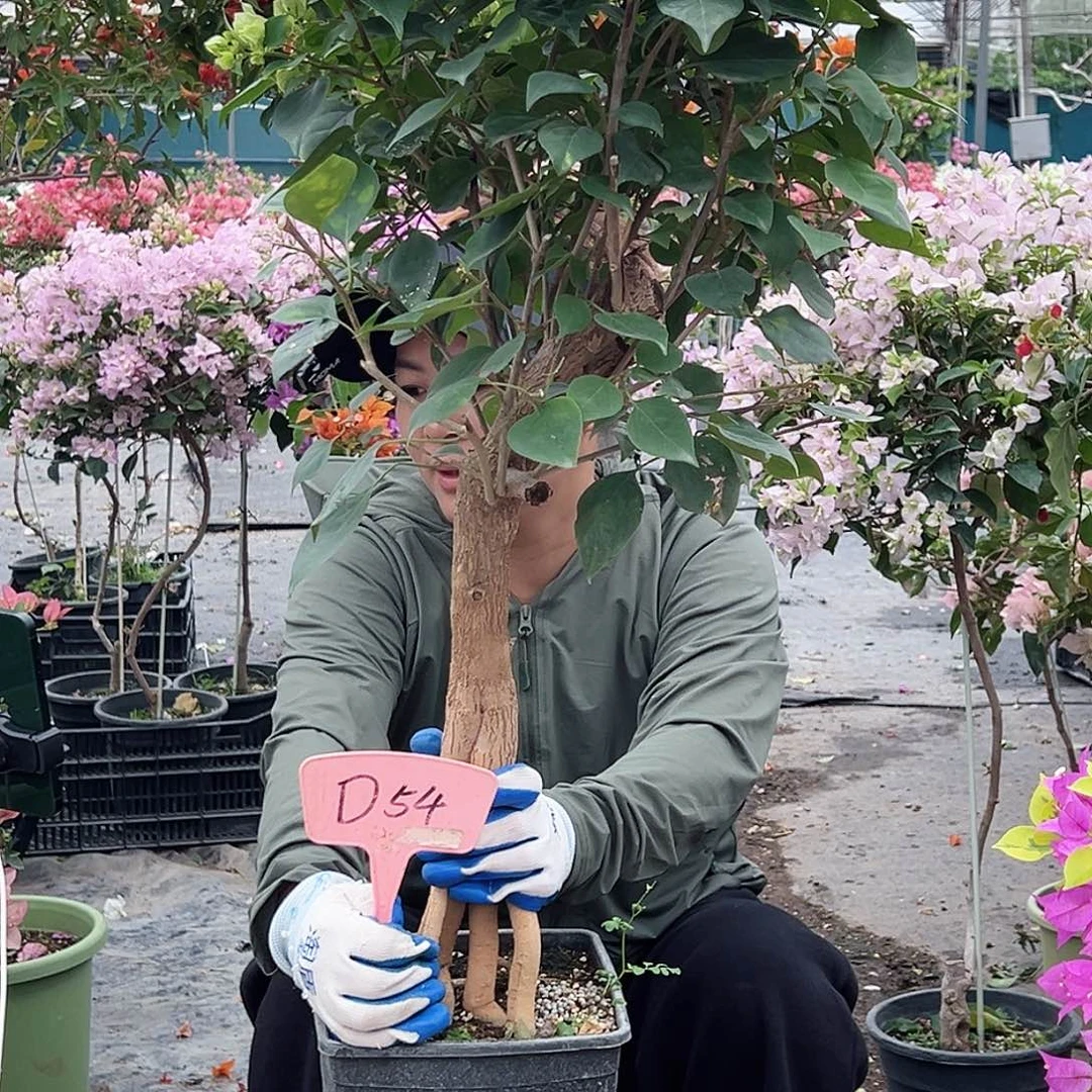 花***美大部分花苞少量开放D54绿樱