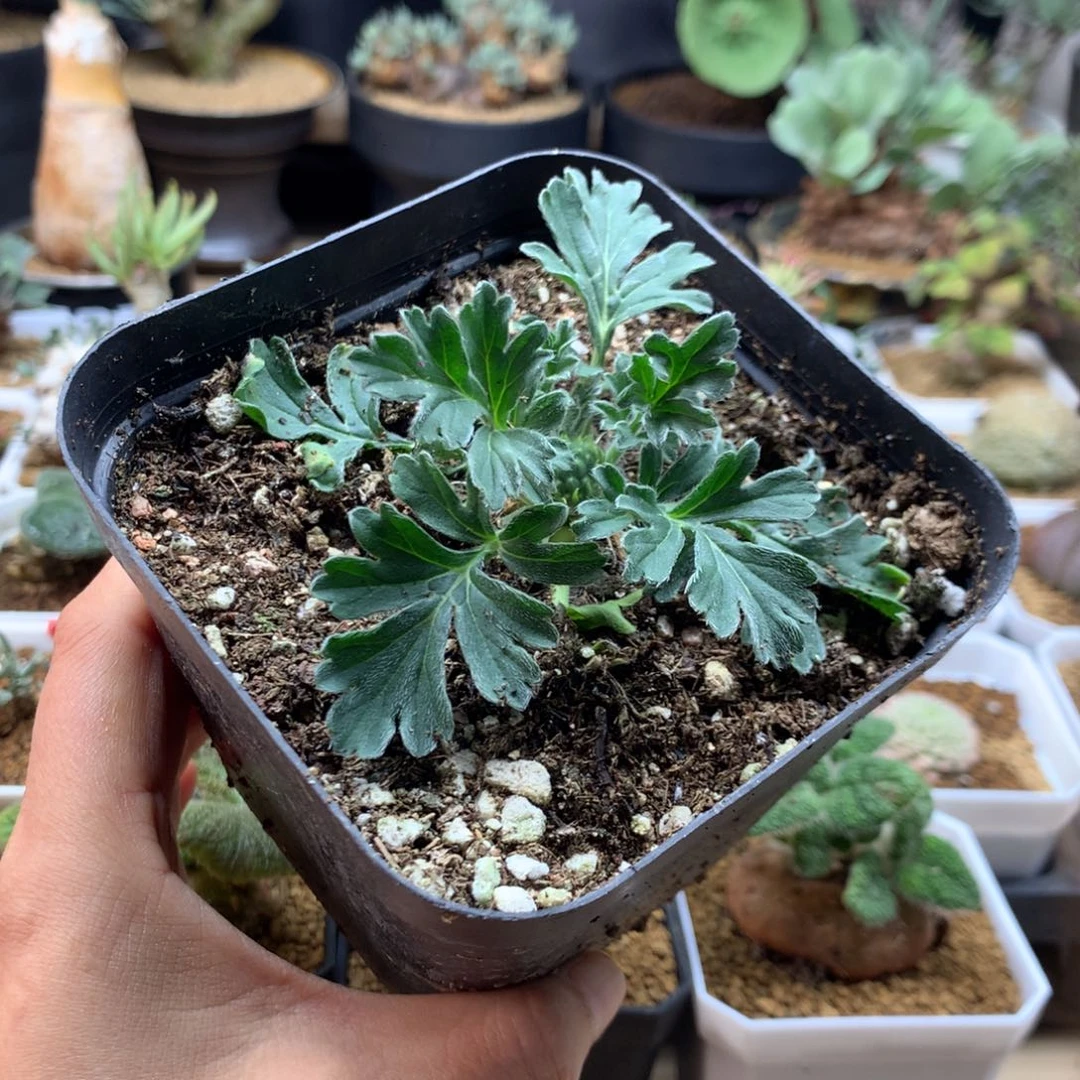 爱***儿紫花杨葵母本带盆多肉