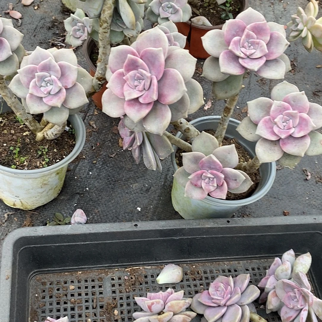 紫乐4头起发4盆多肉植物