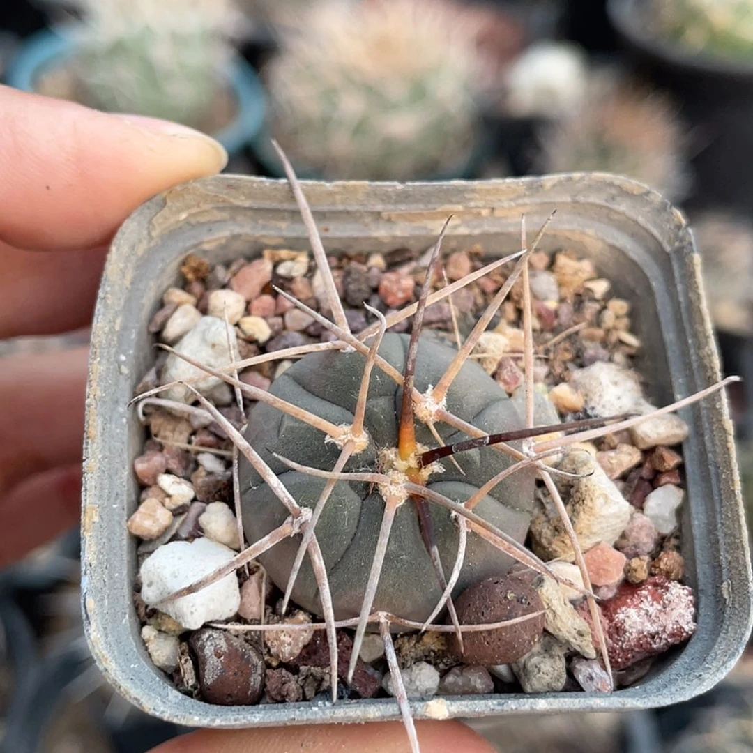 【闪购商品】超刺天平实生6666