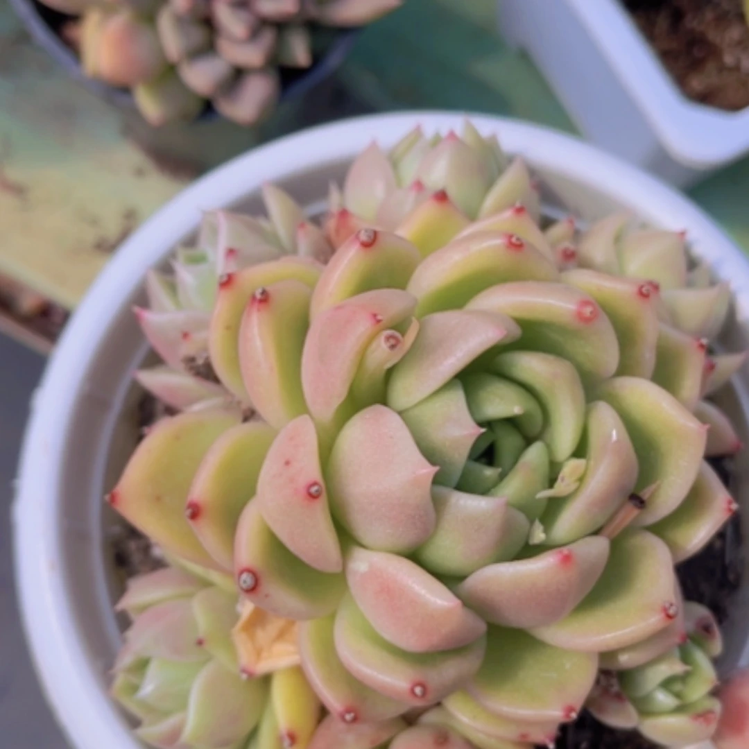 【闪购商品】白玫瑰19100