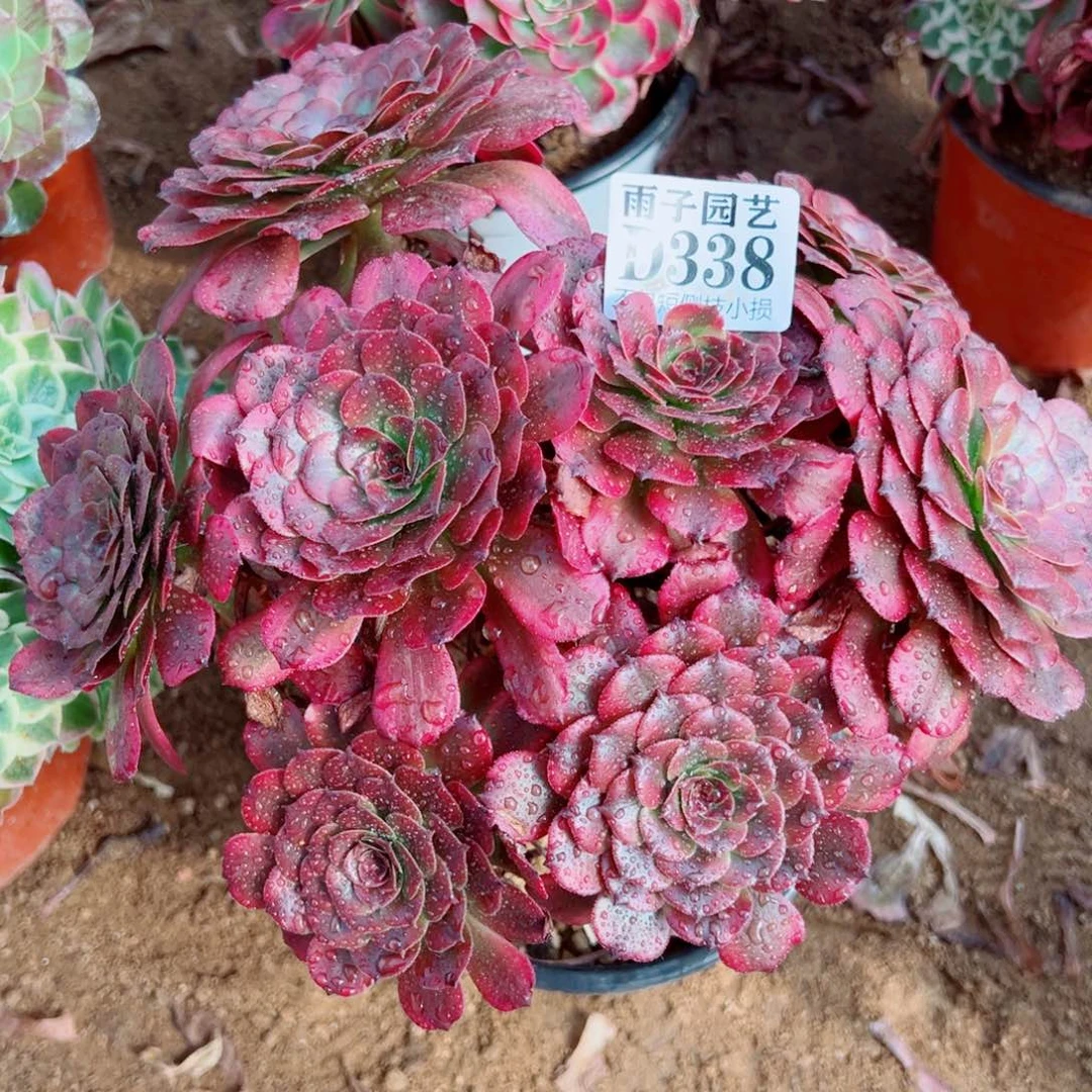 338美姬尺寸25左右