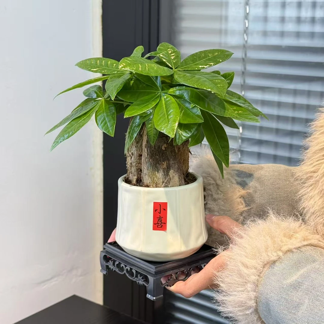 室内桌面绿植发财树盆栽观叶植物耐旱好养护