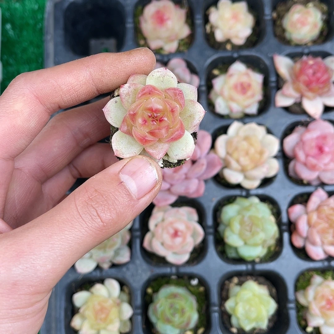 精品多肉一物一拍20-121