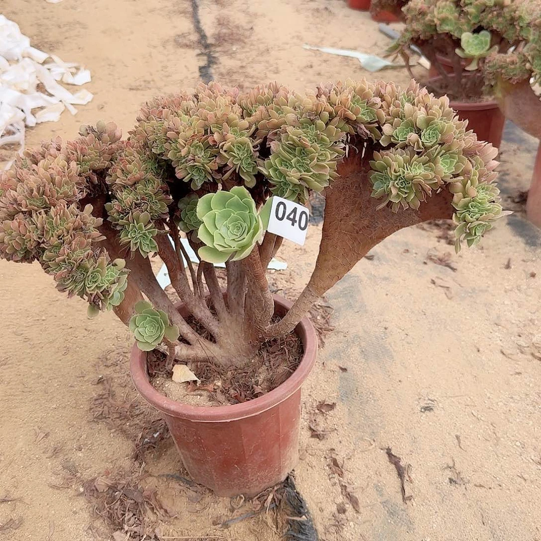 040玫瑰朵朵一颗呀呀
