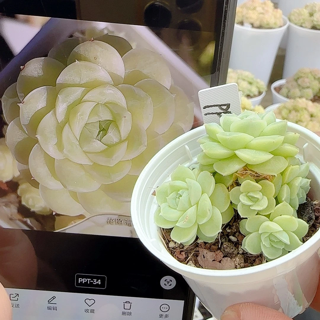 1119-70（PPT-34）优选