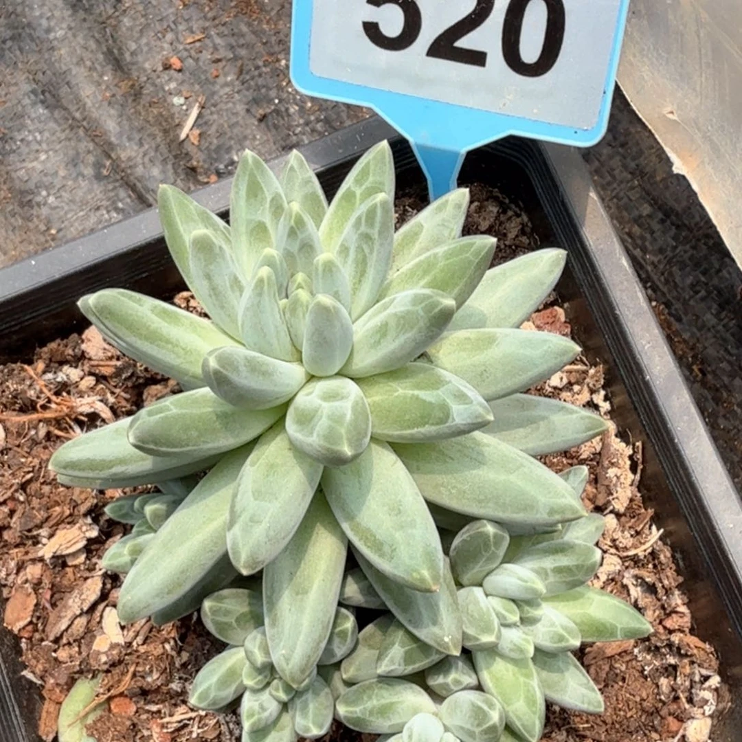 伊卡鲁斯多肉植物520
