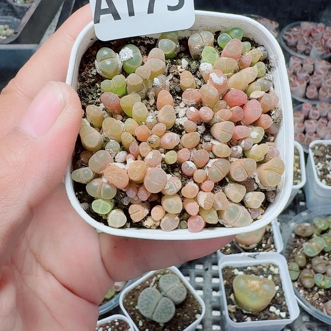 173多肉植物多肉植物