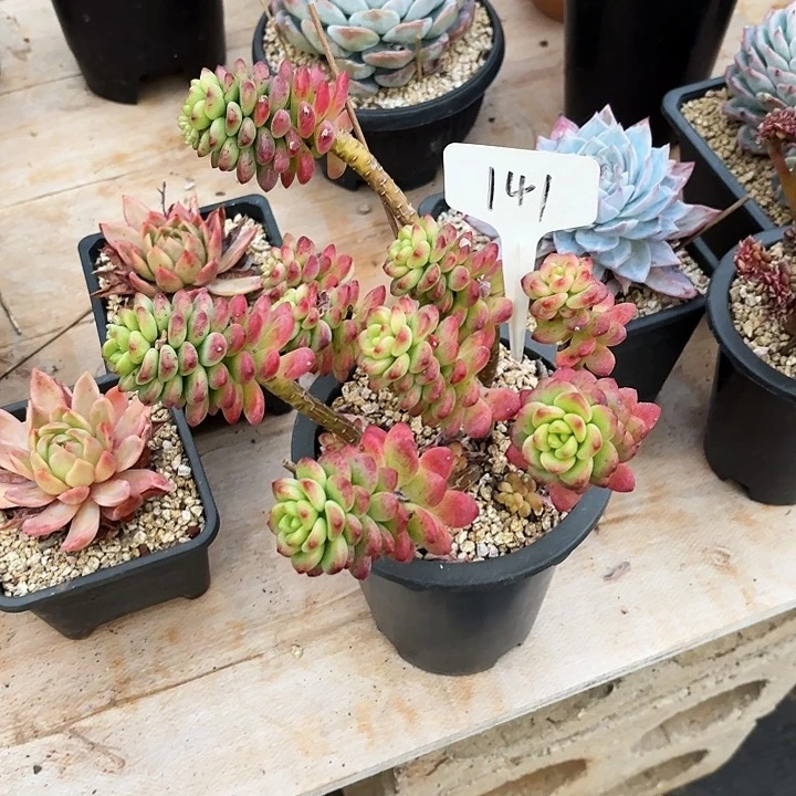 多肉植物，香格里拉141