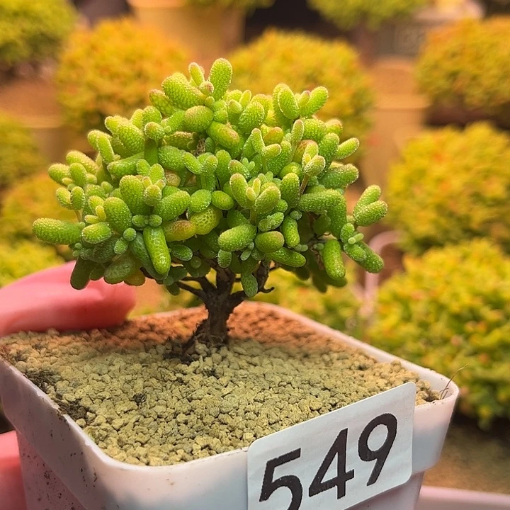 无花朵549金桔糖球