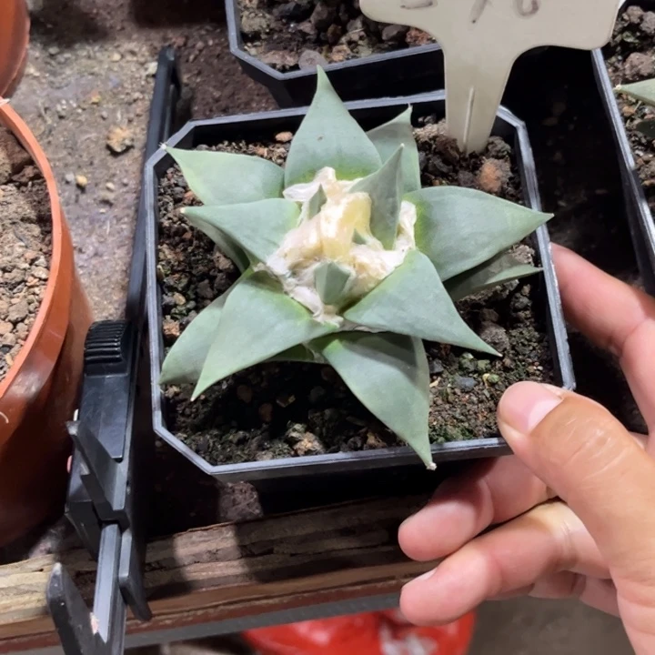 无花朵水*流576好养皮实好养