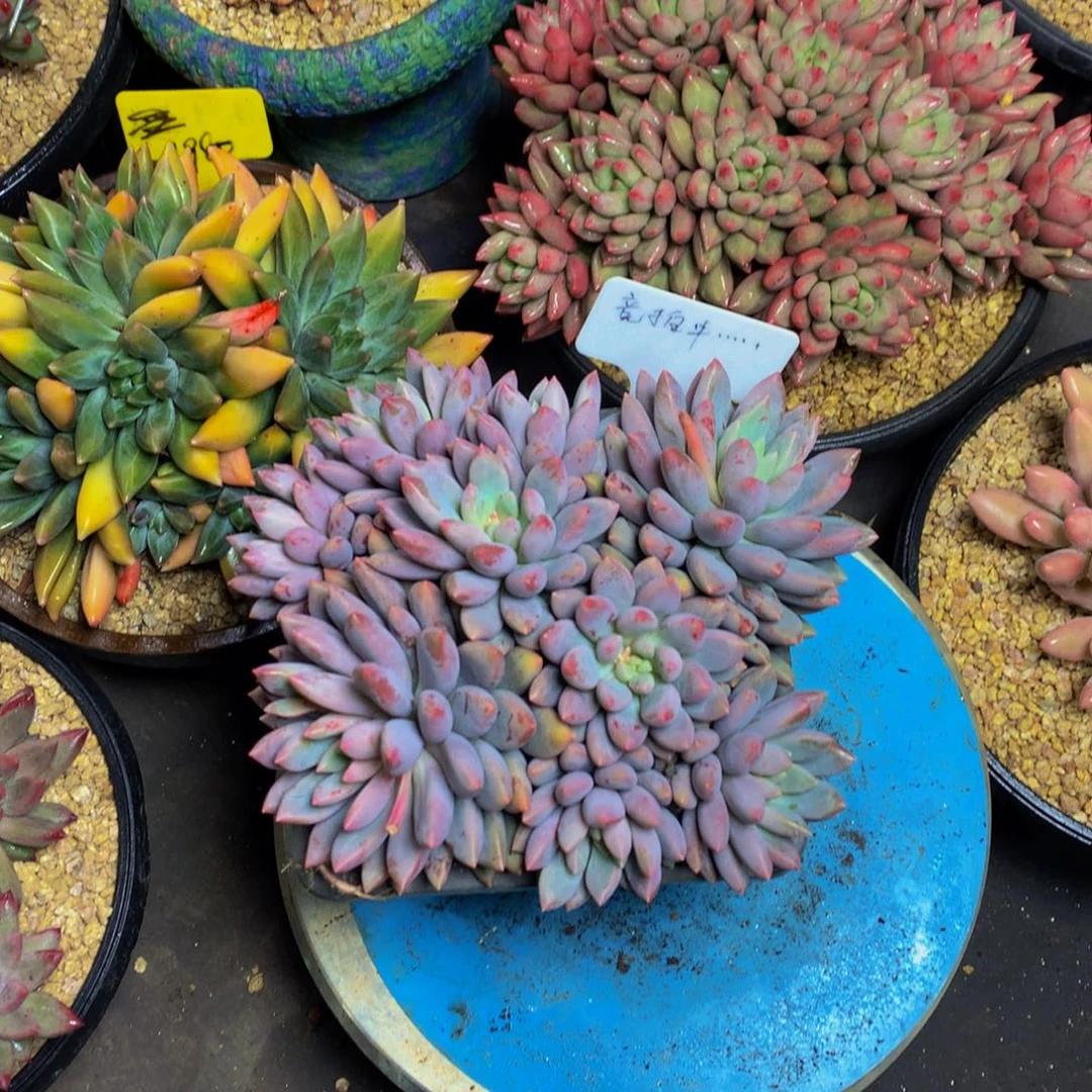 蓝精灵美人多肉植物