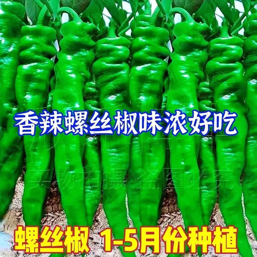 螺丝辣椒种籽香辣早熟浓香辣椒种子春秋种植高产抗病农家自种辣椒