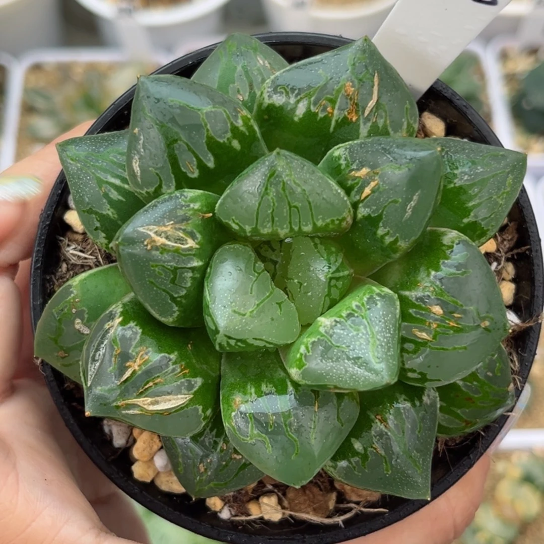 683绿阎哈哈哈哈哈哈哈哈哈