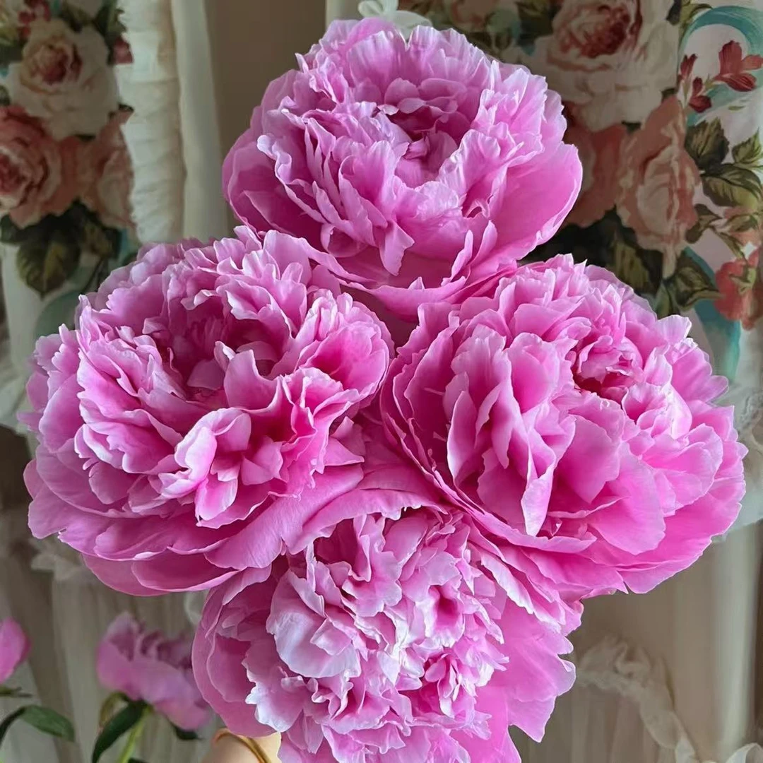 【弗莱明】山东菏泽3A+级原棵进口芍药