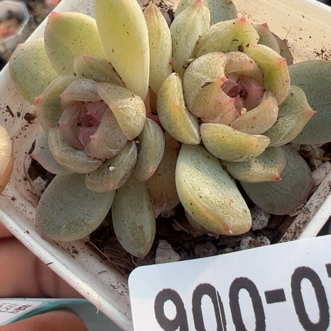 小卡拉米糖心一物一拍20-6