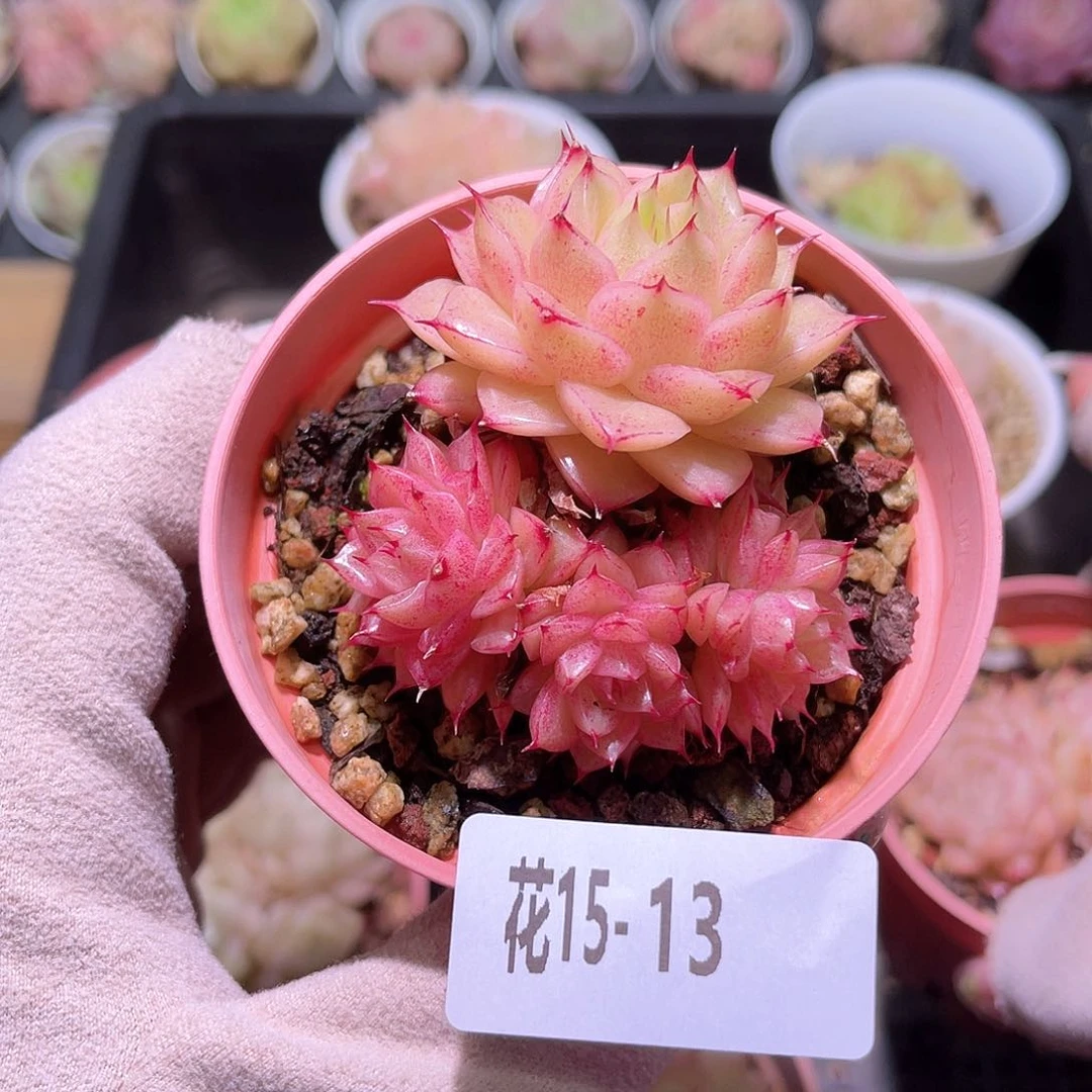 花利美15-13麦秆群