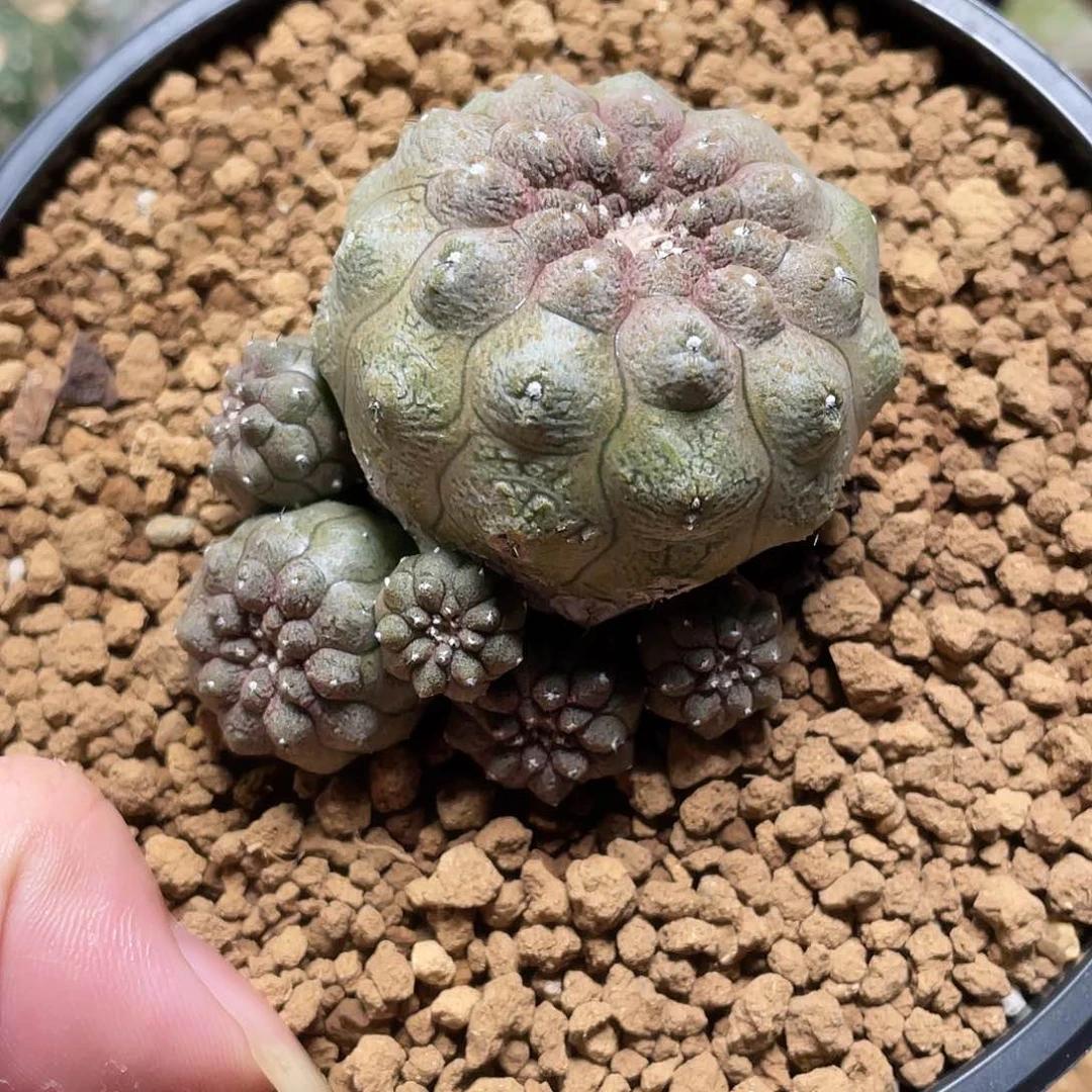 蜥蜴皮带盆包邮走