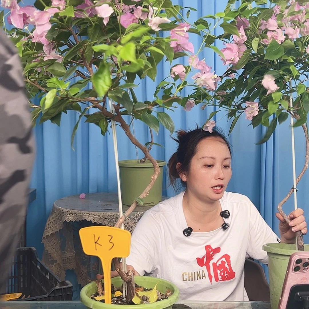 逗***唐大部分开放少量花苞K3广红樱