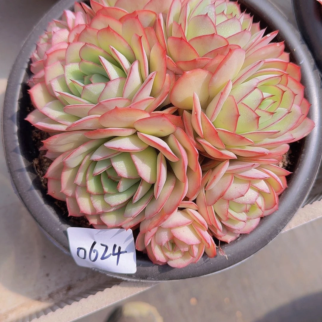 娟*0624牡丹亭多肉