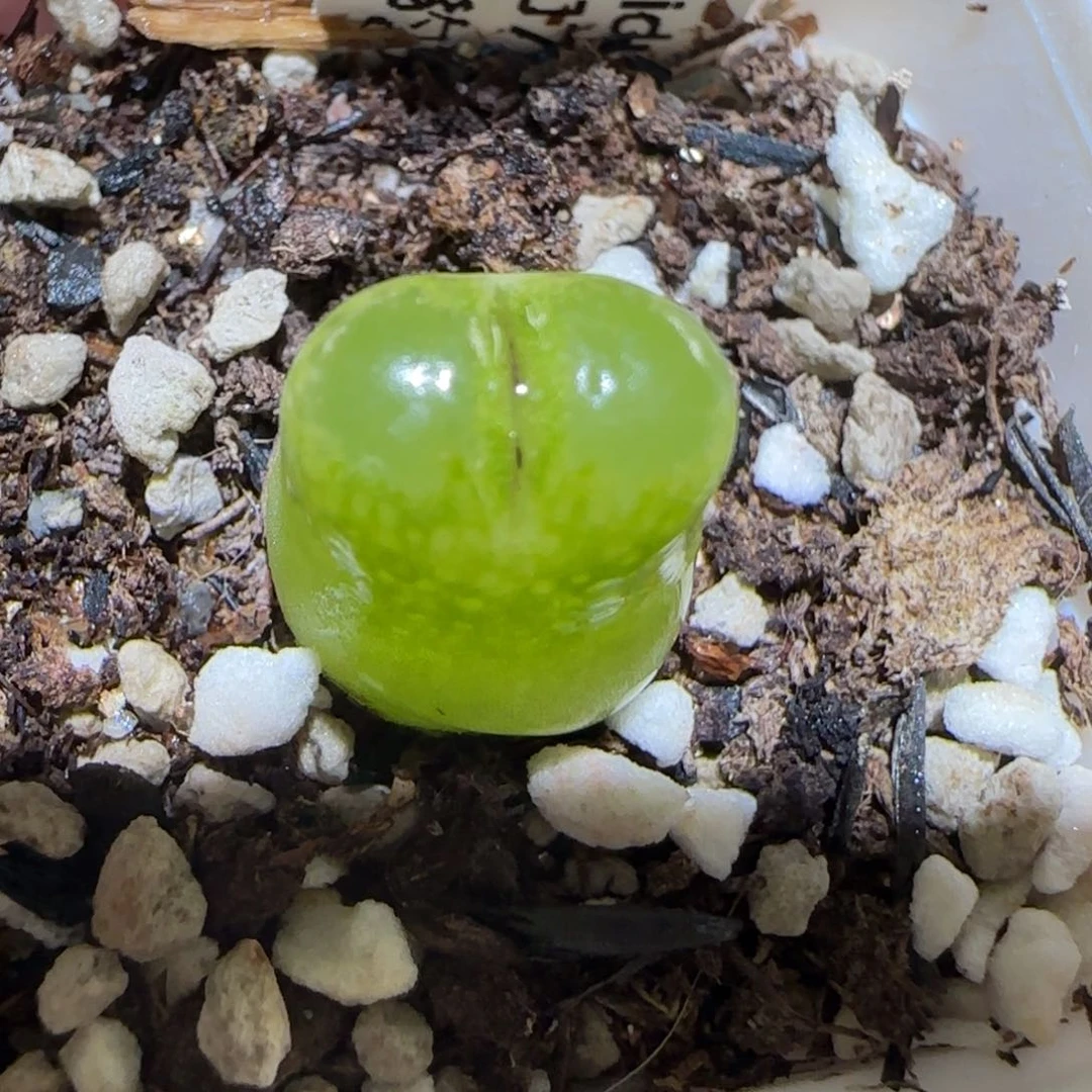 肉锥多肉植物百科-海豹140