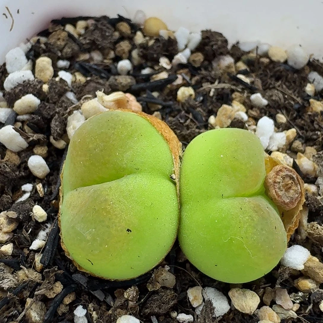 老马生石花蟠桃2042