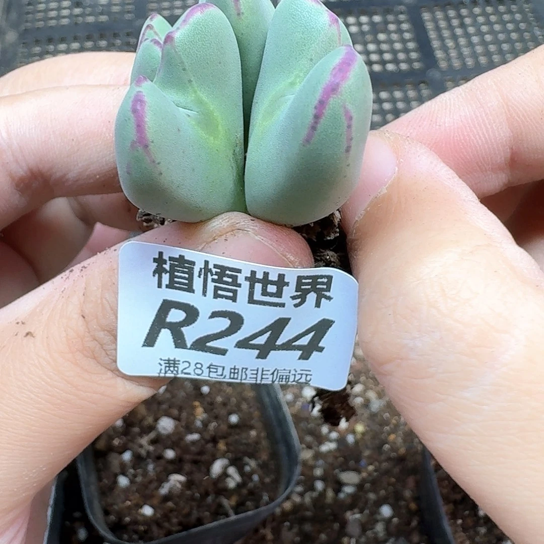 多肉植物的润泽地是fg