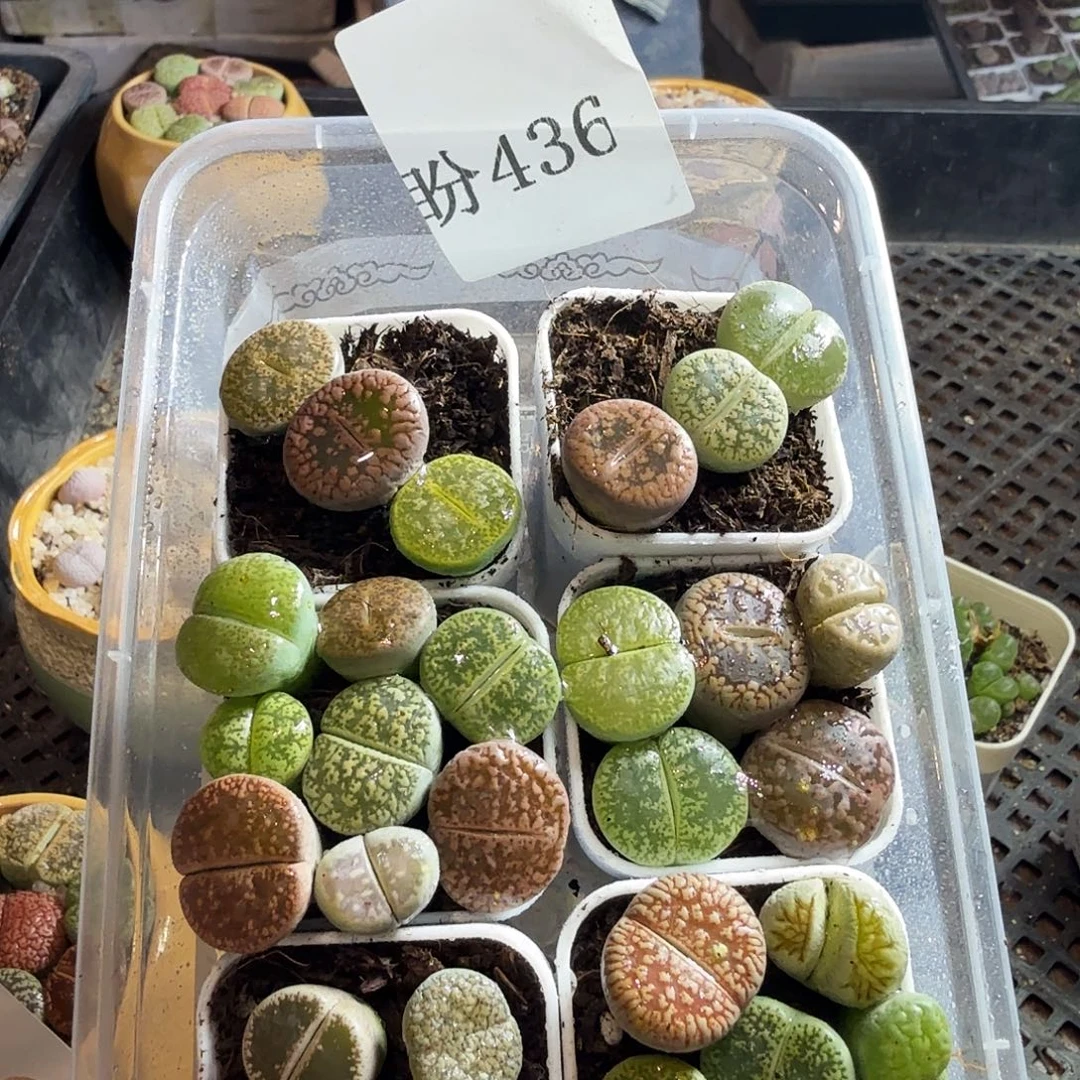 还***.多肉葡萄的季节性436