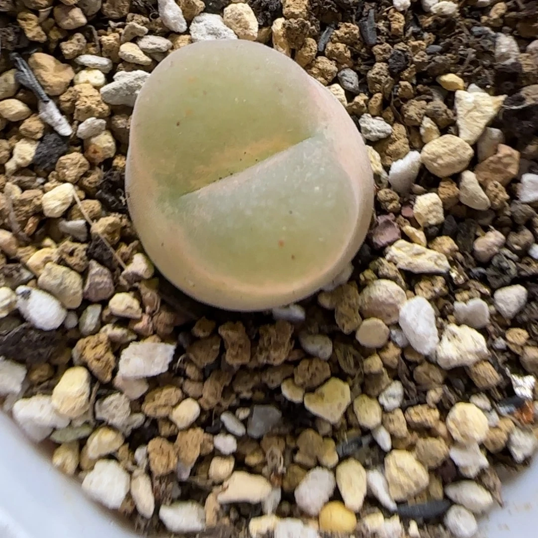 10.24。  哦泡。  2032