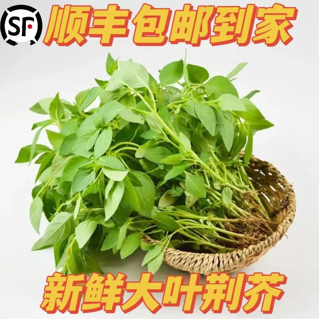 新鲜大叶荆芥顺丰快递包邮到家当天现拔现发