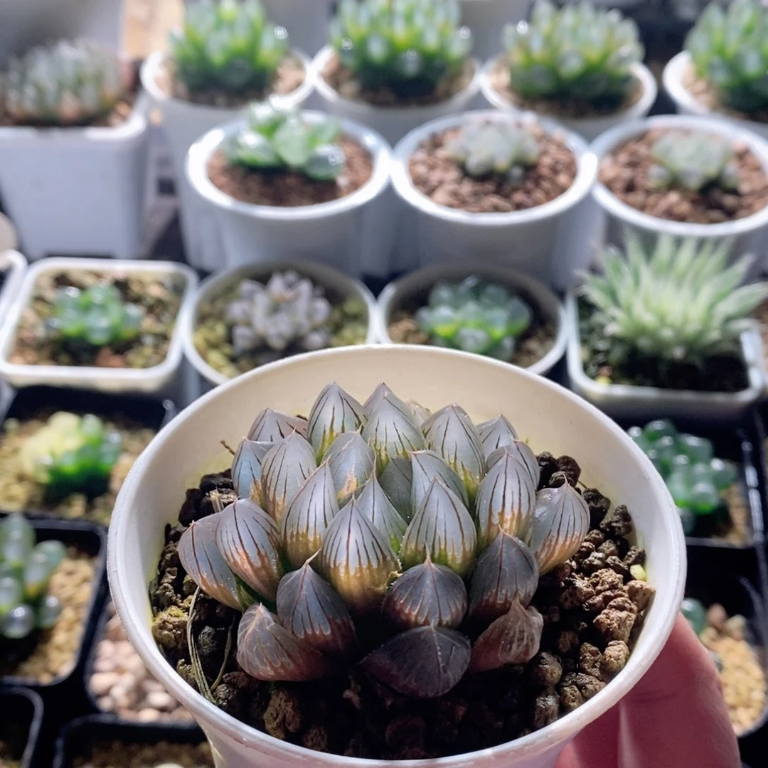 霓虹灯锦多肉植物多肉植物