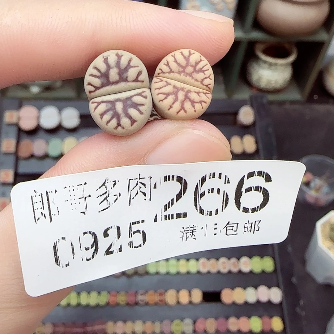狮****满满18包邮0925-266